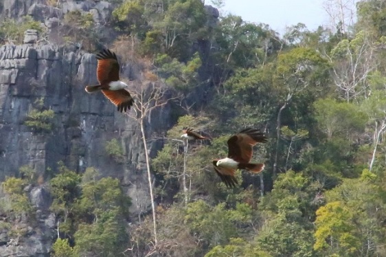 fischende Adler im Geopark in Langkawi/Malaysien