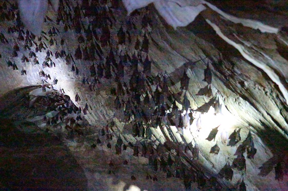 Fledermaushöhle im Geopark in Langkawi/Malaysien