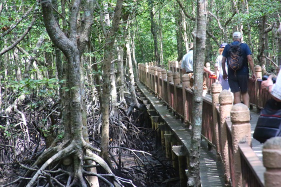 Mangrovenwald im Geopark in Langkawi/Malaysien