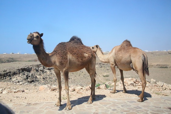 wilde Kamele in Oman