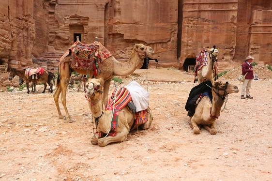 Transporttiere zur Felsenstadt in Petra/Jordanien