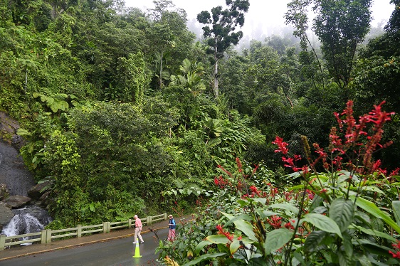 Regenwald in Puerto Rico