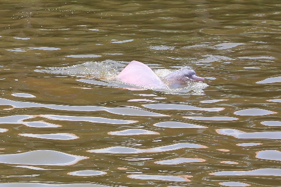 rosa Flussdelfine