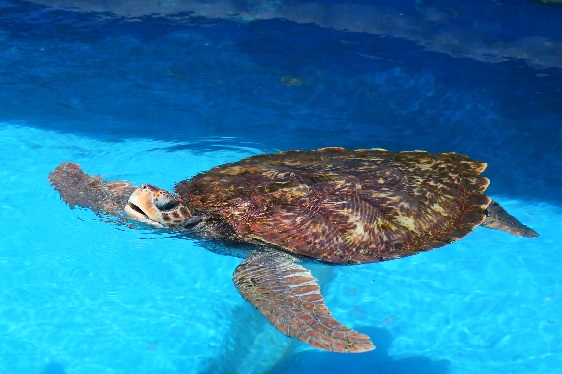 Seeschildkröte im Reservat bei Salvador/Brasilien