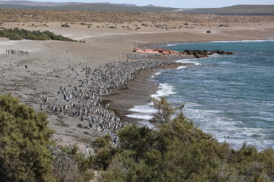 Pinguinkolonie in Argentinien