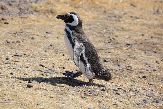 Pinguin am Strand