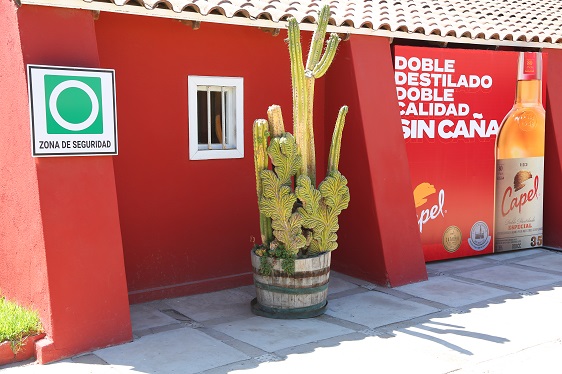 Kaktus an der Pisco-Destillerie in Chile
